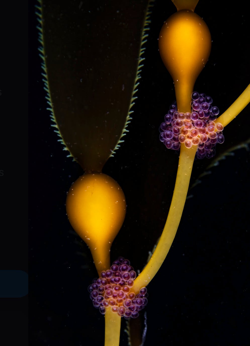 «Wildlife Photographer of the Year» 2024. «Rubies and Gold»: Leuchtende Fischeier. Zu dem Bild inspiriert hatte Sage Ono sein Grossvater. Er war pensionierter Meeresbiologe, heisst es in einer Mitteilung. Ono selbst hätte sich dann entschieden, sich der Unterwasserfotografie zu widmen. Aufgenommen hat er das Bild in Kalifornien.