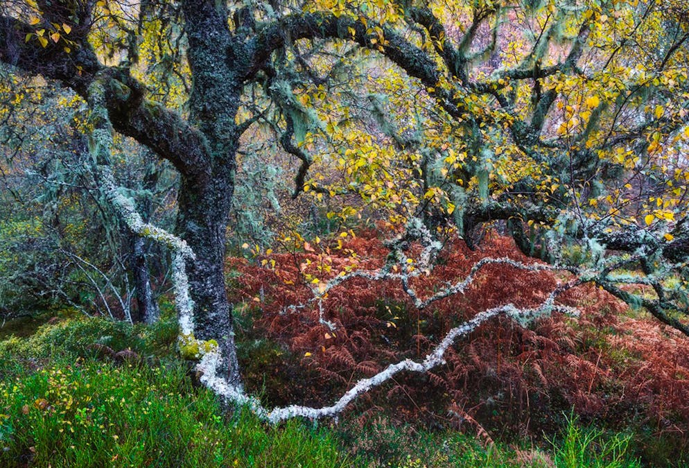 «Wildlife Photographer of the Year» 2024. «Old Man of the Glen»: Fortuna Gatto besuche die alten Kiefernwälder im schottischen Glen Affric oft, heisst es in einer Mitteilung. Für das Foto hat er eine alte Birke fotografiert, die mit Flechten übersät ist.