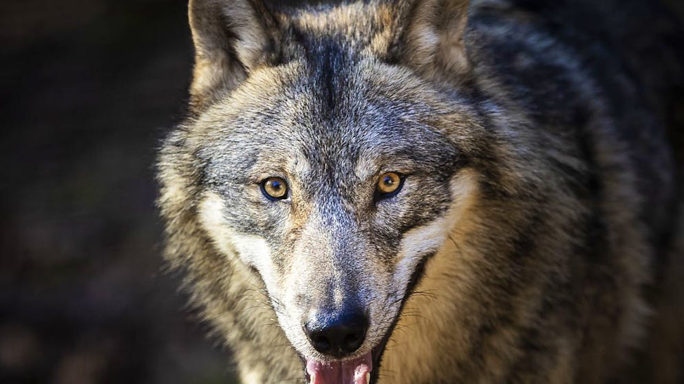 Im Urner Urserental hat ein Wolf neun Schafe gerissen. Nun ist er vom Kanton zum Abschuss freigegeben worden. (Symbolbild)