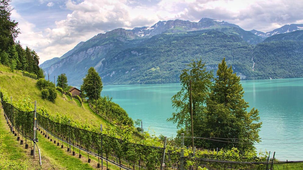 Vier Kulturlandschaften im östlichen Oberland ausgezeichnet - Gallery. In südexponierter Hanglage gedeihen am Brienzersee Reben, die für eine kleine Weinproduktion ausreichen.