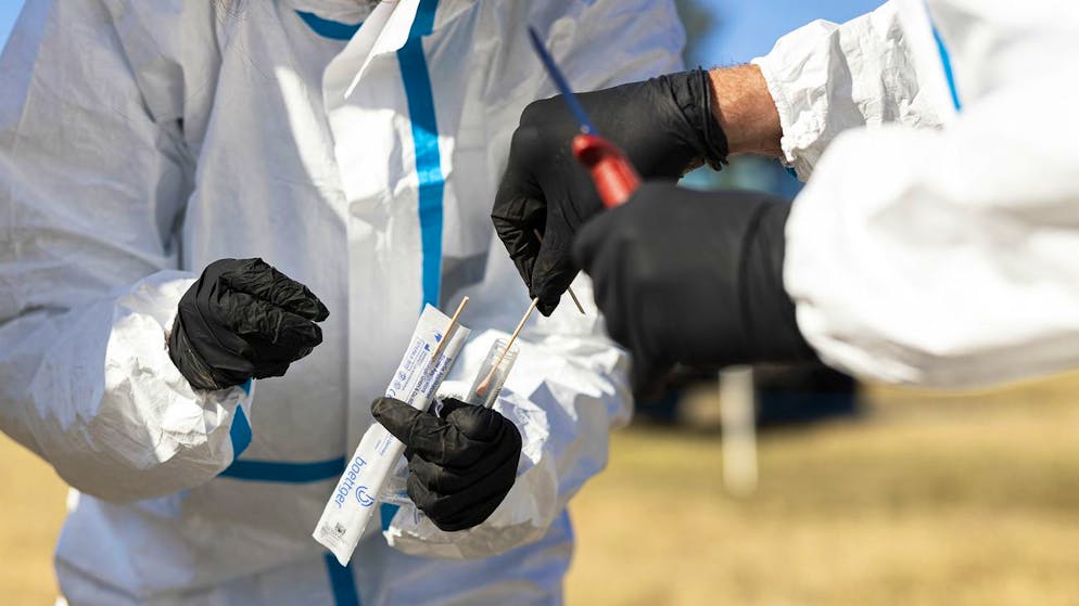 Ticino. Nel Luganese si terrà un'esercitazione contro la peste suina africana