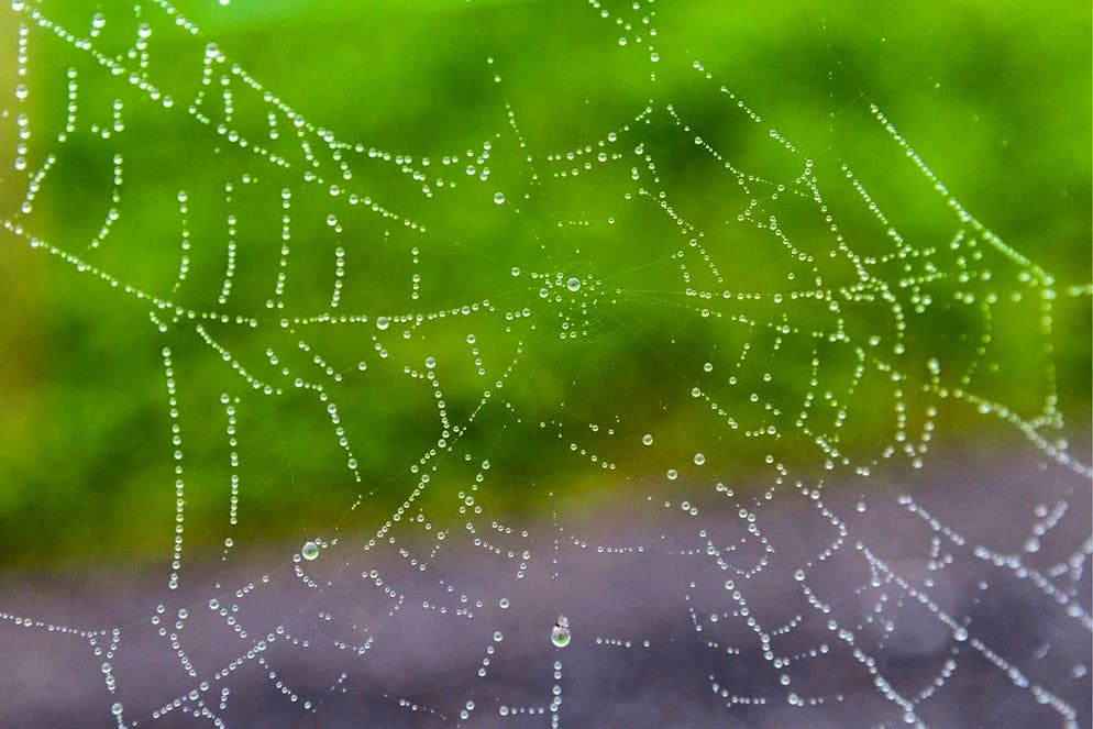 Small droplets of water hang in a spider's web.