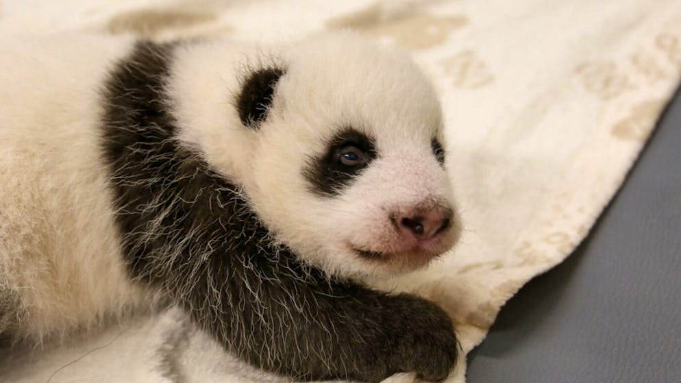 After six weeks. Berlin panda cubs open their eyes