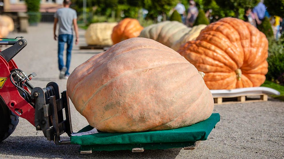 Riesenkürbisse liegen bei der Europameisterschaft im Kürbiswiegen zum Wiegen bereit.