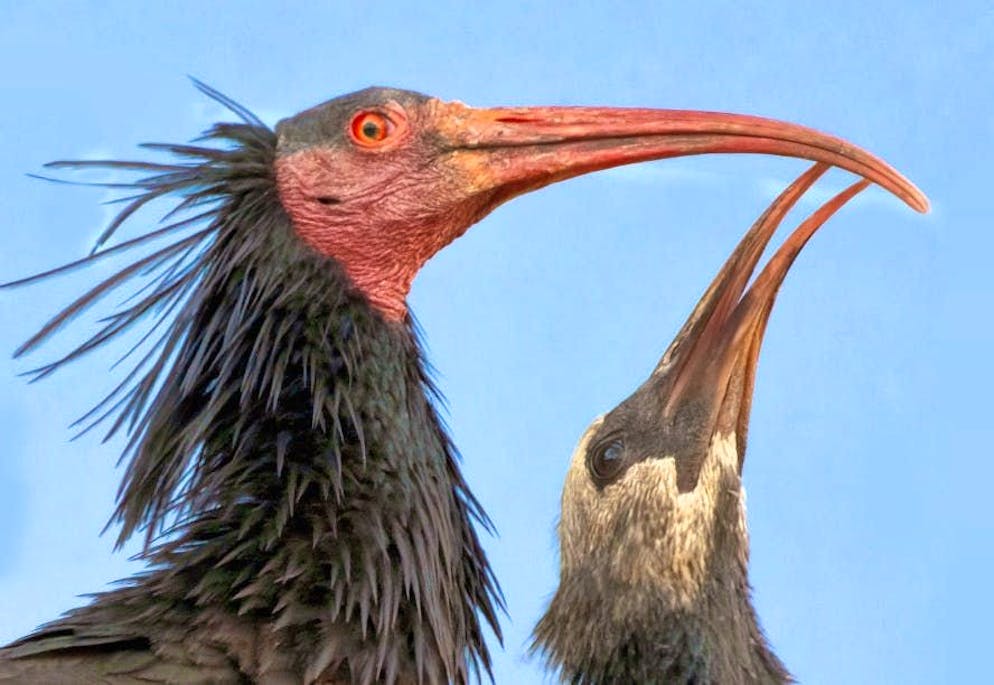 Rupert and Enea are both dead. 