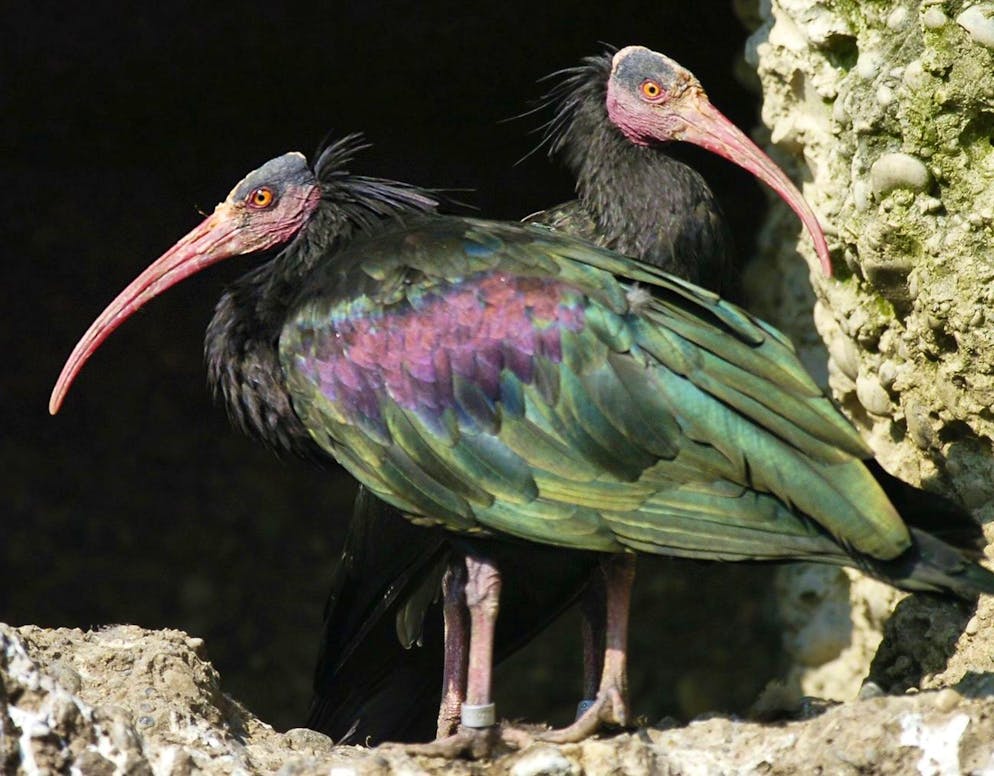 Due ibis eremita allo zoo di Zurigo nel 2005.