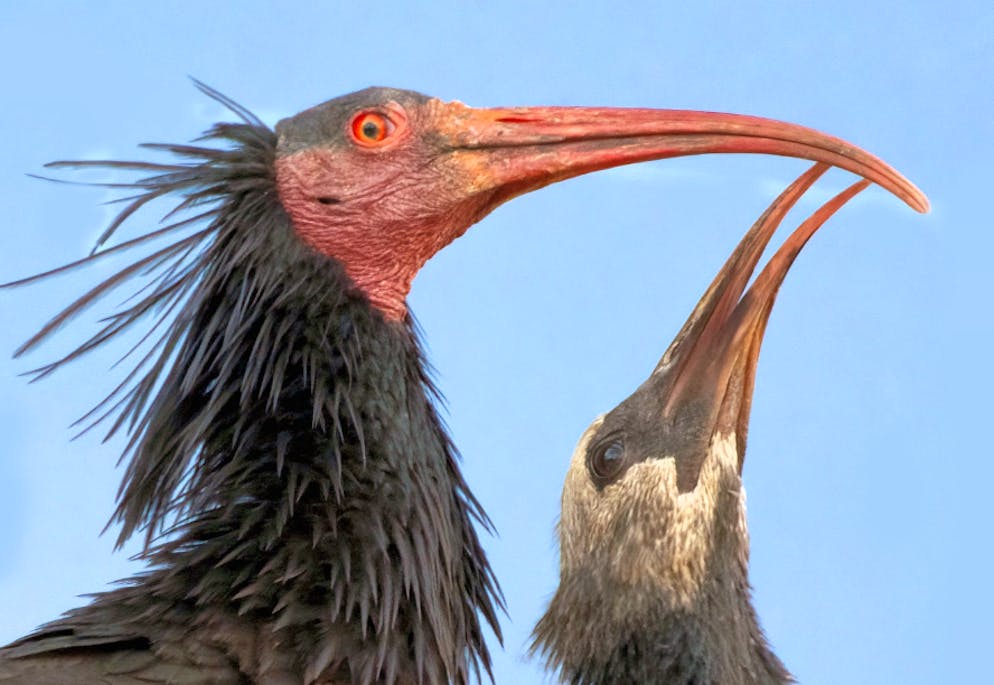 Rupert und Enea sind beide tot. 