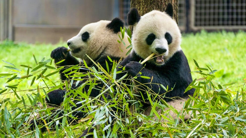 Fort symbole diplomatique. Deux pandas envoyés par la Chine sont en route pour Washington