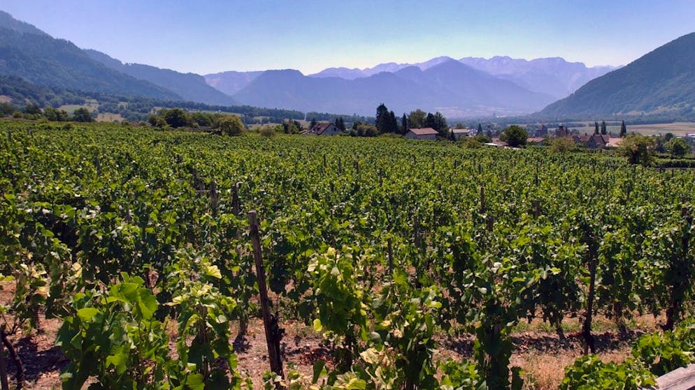 Raccolto in calo ma qualità dell'uva buona, è questo il bilancio della vendemmia 2024 nei Grigioni. (Immagine d'archivio)