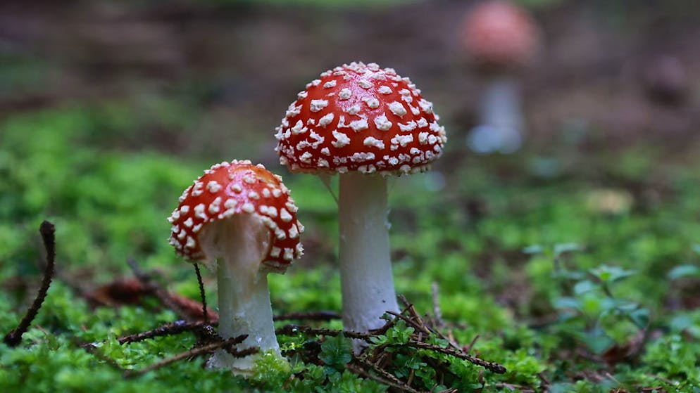 Schön, aber ungeniessbar: Der Fliegenpilz. Immer mehr Menschen greifen zum Nottelefon wegen einer Vergiftung. (Archivbild)