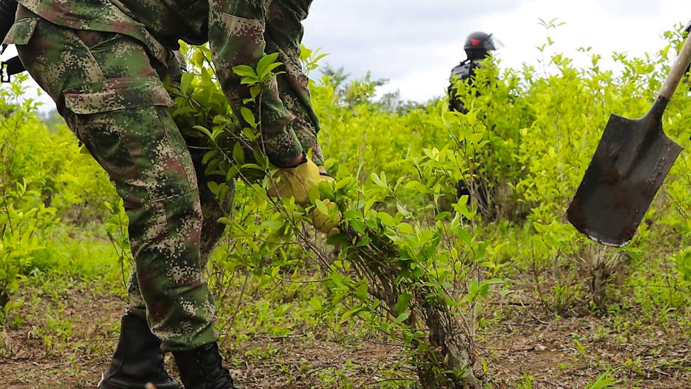 L'Ecuador non è considerato un Paese produttore, al contrario dei suoi vicini andini. (foto d'archivio)