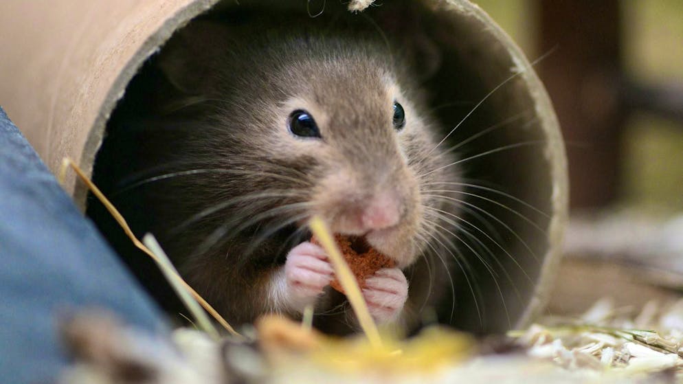 Ecco la possibile causa. Spagna: una madre viene morsa da un criceto e muore davanti ai suoi figli