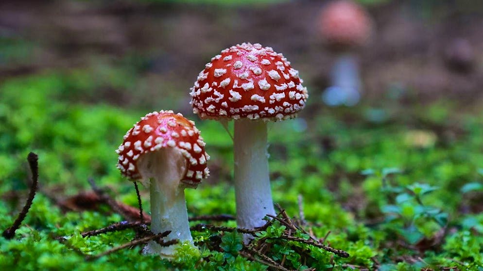 Politics More and more people are calling the emergency number due to