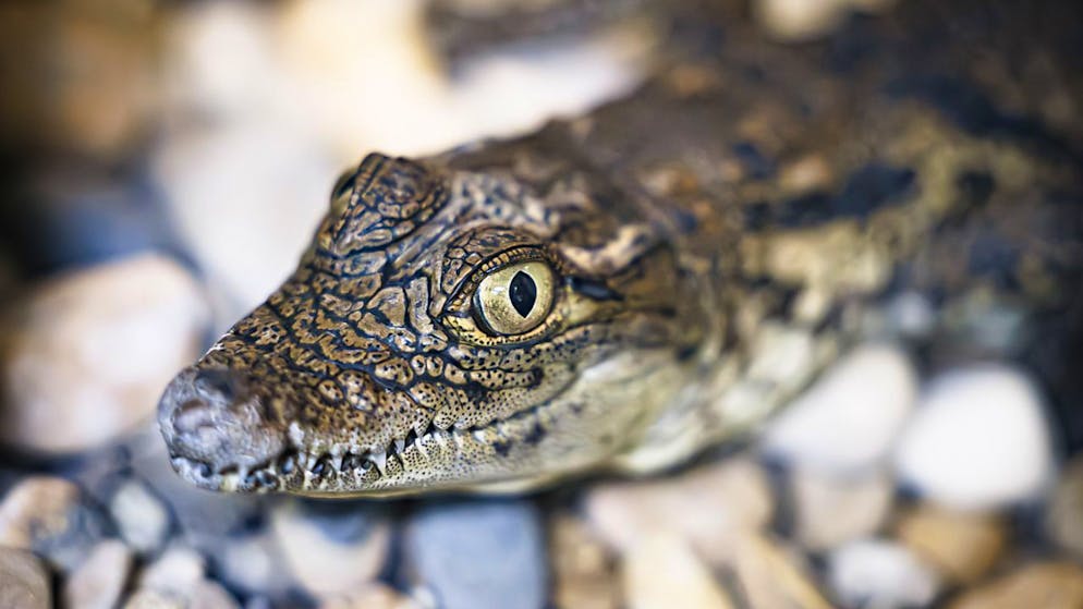 Nachfahren der ersten Reptilien sind heute mehr als 20'000 Arten von Krokodilen, Eidechsen, Schlangen und Schildkröten. (Archivbild)