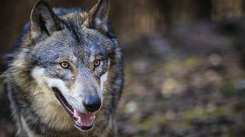 Weil er mehr als sechs durch einen Zaun geschützte Schafe gerissen hatte, ist ein Wolf im Kanton Uri erschossen worden. (Symbolbild)