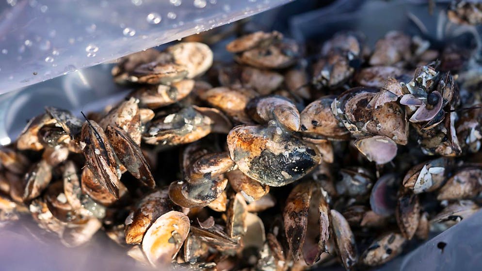 Die Quaggamuschel ist hoch invasiv und sehr schädlich für das Ökosystem und Infrastrukturen: Exemplare aus dem Bodensee. (Archivbild)