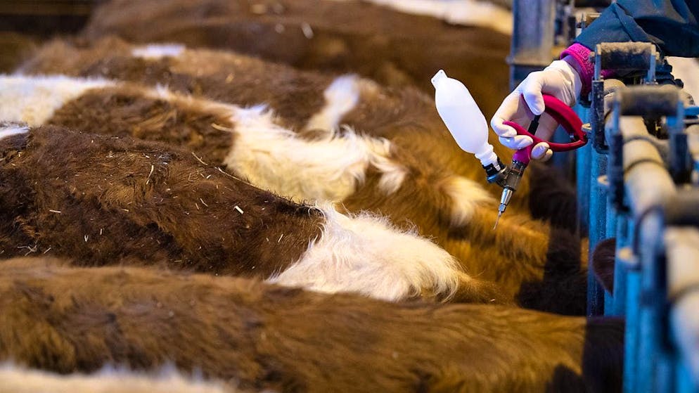 Swiss cattle and sheep can now be vaccinated against bluetongue. (theme picture)