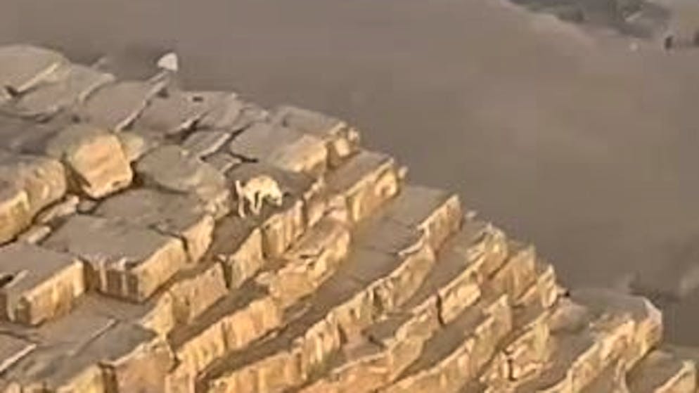 Ecco il video. Un parapendista sorvola la piramide di Giza e vede sulla cima... un cane