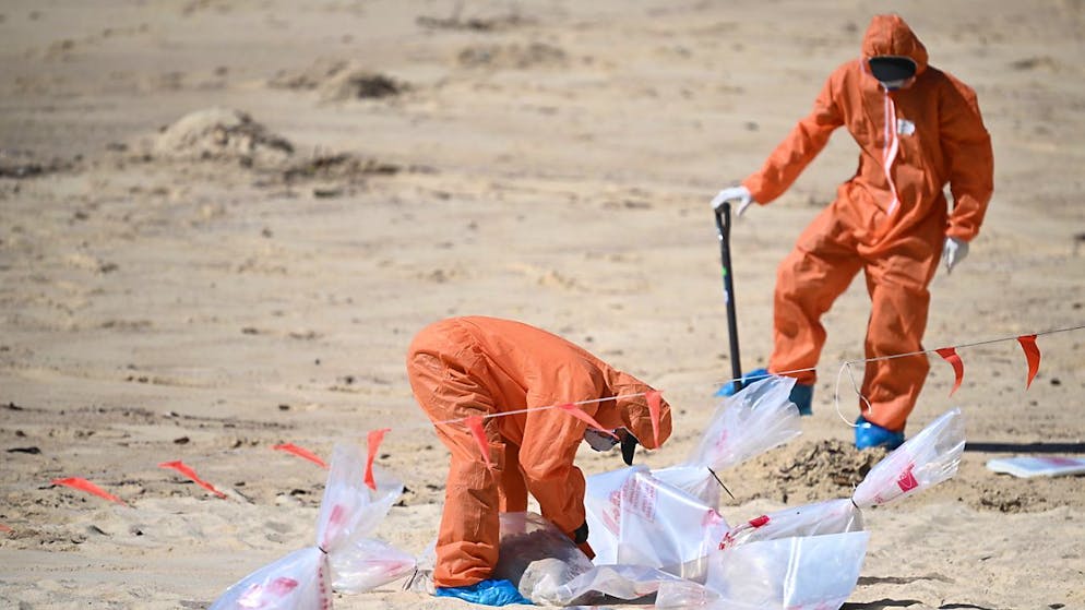 Palle di catrame sulle spiagge di Sydney