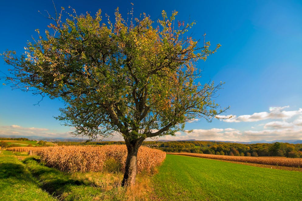«Si octobre est chaud, février sera froid», prévient le dicton de ce 17 octobre.