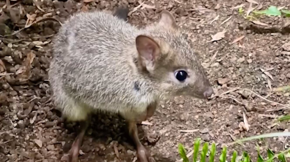 Threatened with extinction. Mini kangaroos now live at Zurich Zoo