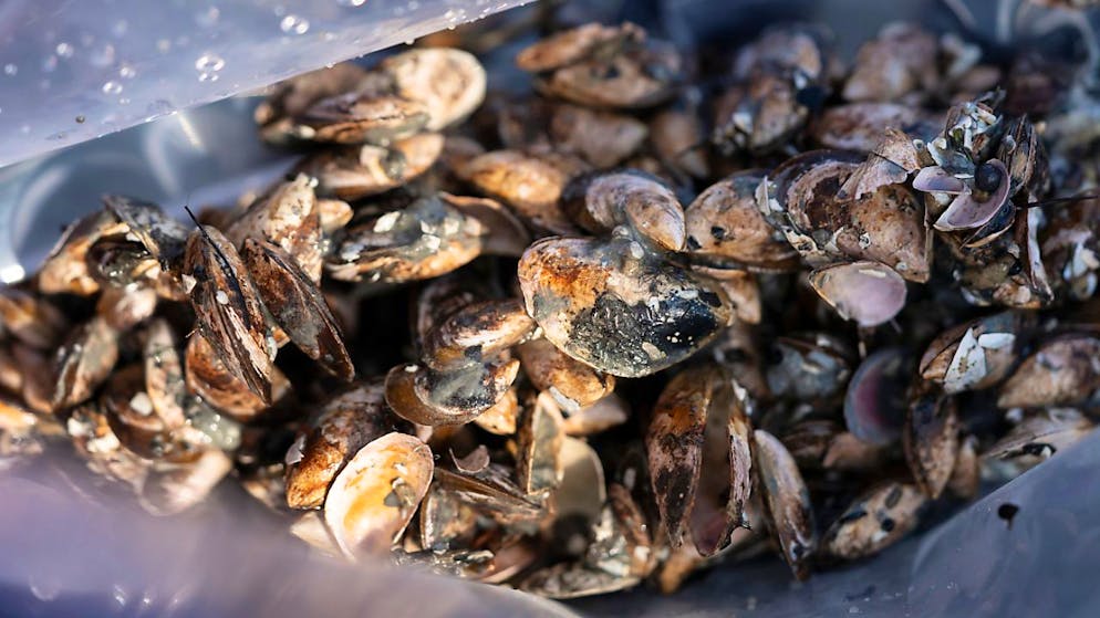 Le cozze invasive quagga sono presenti anche nel Lago dei Quattro Cantoni