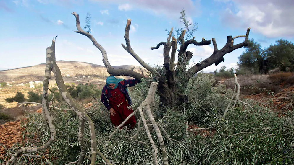 Une Palestinienne a été tuée par balles dans un champ d'oliviers (Photo d'illustration).