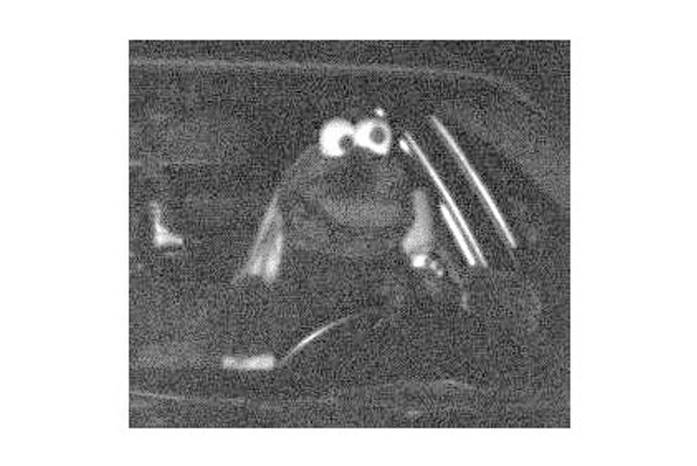 La multa per il «mostro dei biscotti», immortalato da un autovelox, è stata pagata.