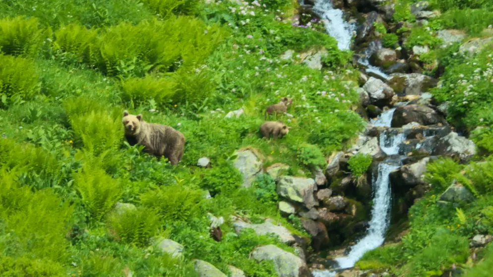 Surprised in the undergrowth. Brown bear seriously injures mushroom picker in Slovakia