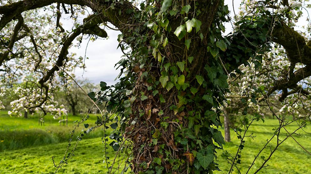 In der Stadt St. Gallen können Bäume ab dem 1. November besser geschützt werden.