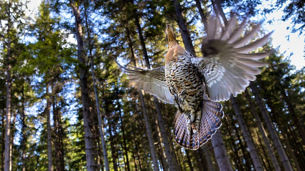 Der Kanton Nidwalden will das seltene Auerhuhn besser schützen. (Archivbild)