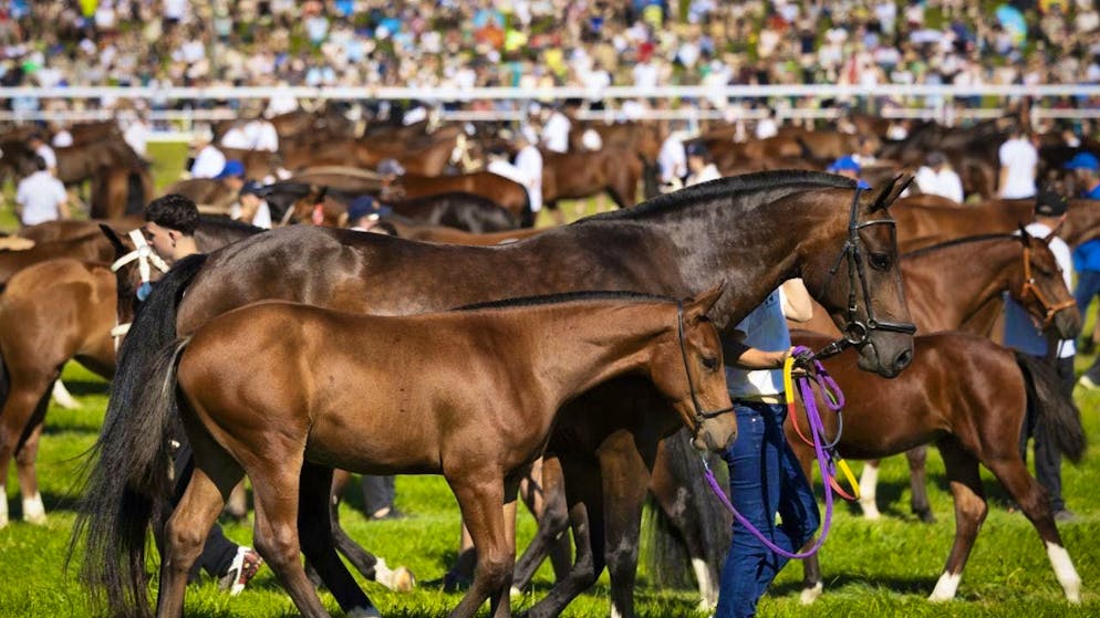 The Franches-Montagnes differ from other historically crossbred breeds in Switzerland.
