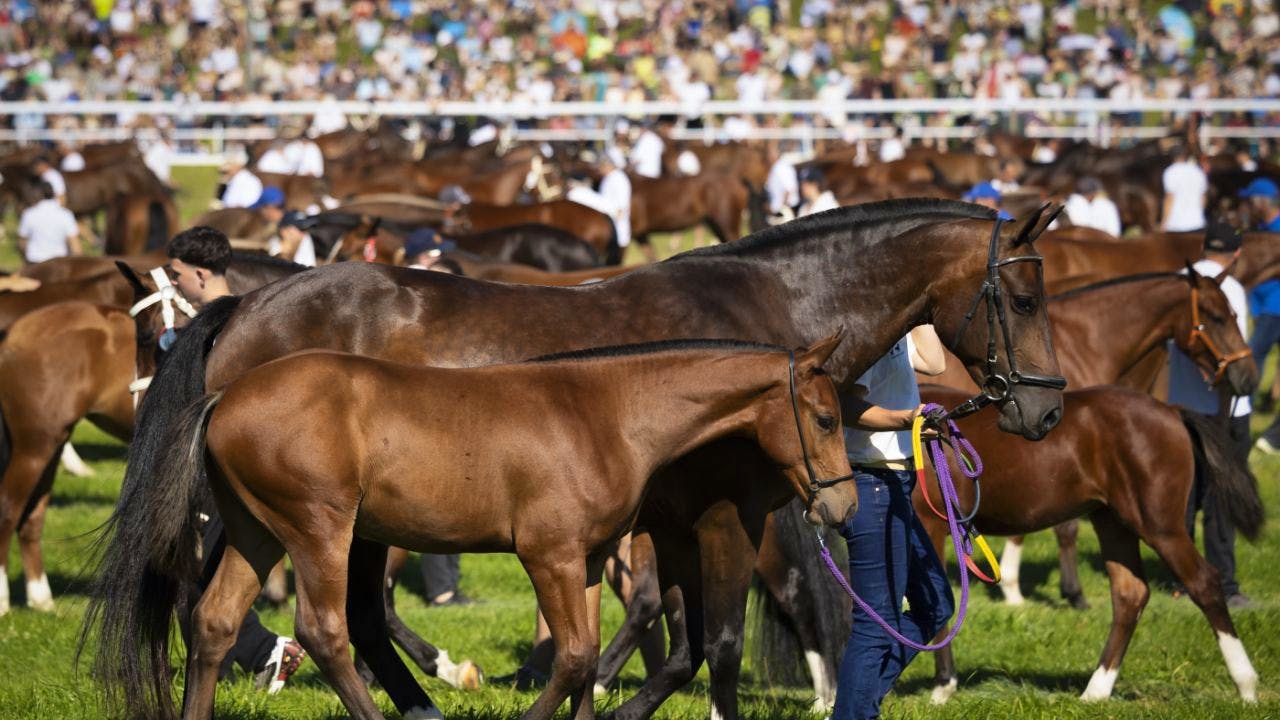 Tiere. Freiberger sind einzige Pferderasse mit Schweizer Ursprung