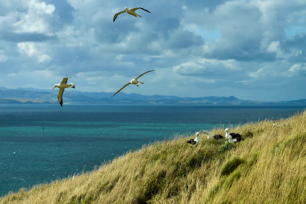 Neuseeland: Drei-Minuten-Kuschellimit am Airport geht viral - Gallery. Dunedin ist für seine herrlichen Landschaften und seine Artenvielfalt bekannt. (Archivbild)