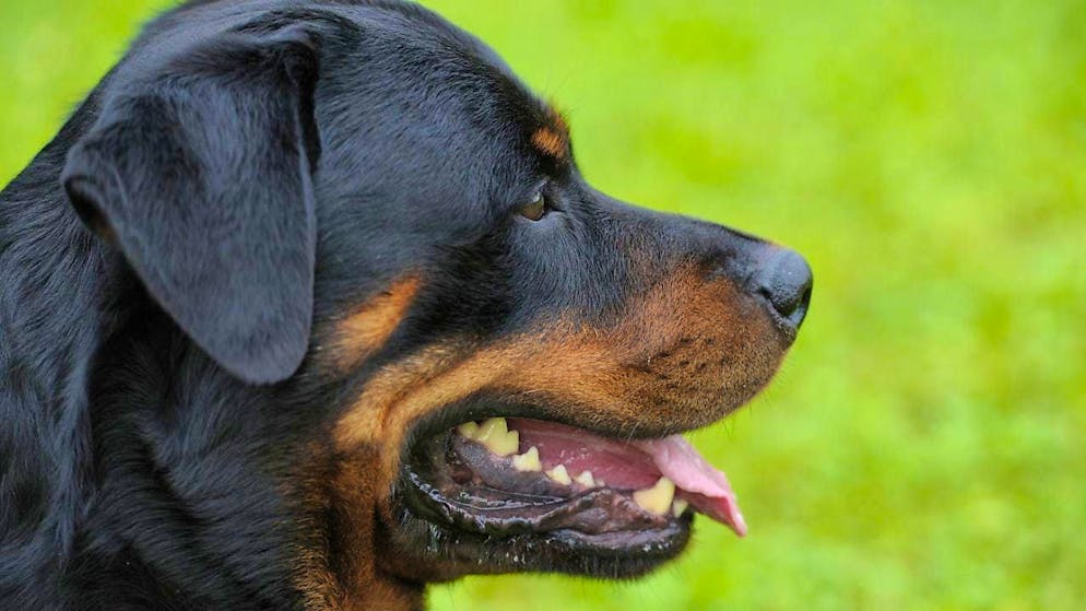 A Rottweiler bit several people - including children - in Adlikon near Regensdorf. (symbolic picture)