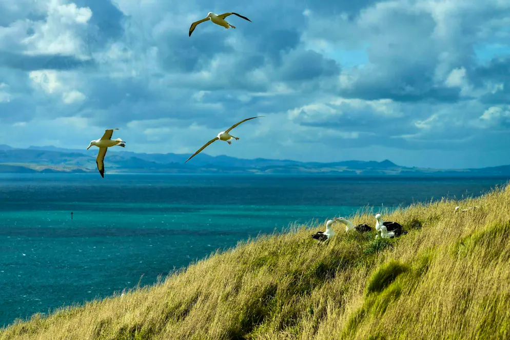 New Zealand: Three-minute cuddle limit at the airport goes viral - Gallery. Dunedin is known for its beautiful landscapes and biodiversity. (archive picture)