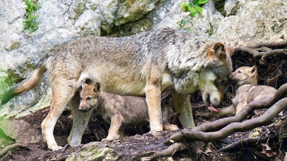 Una lupa e i suoi cuccioli.