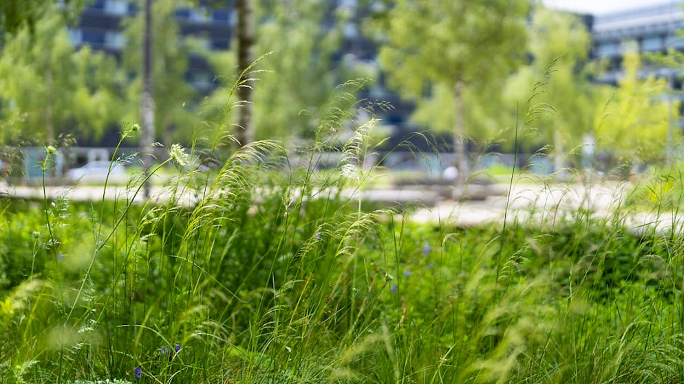 Die Stadt Zürich soll auch biodiverser werden. (Symbolbild)