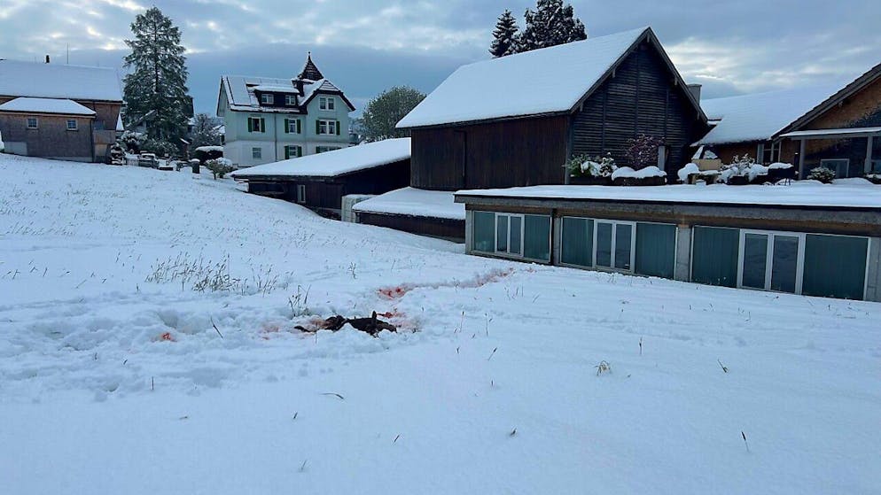 Der gleiche Wolf wie in Hundwil? In Teufen verfolgte im April ein Wolf ein Reh fast bis zur Wohnsiedlung.