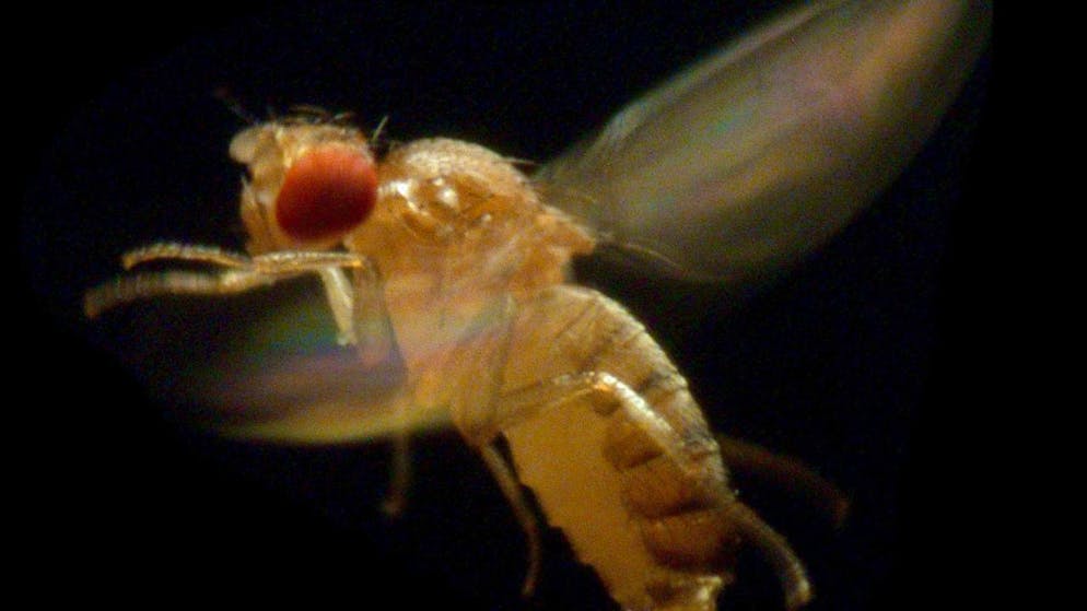 I ricercatori hanno usato come modello il moscerino della frutta.