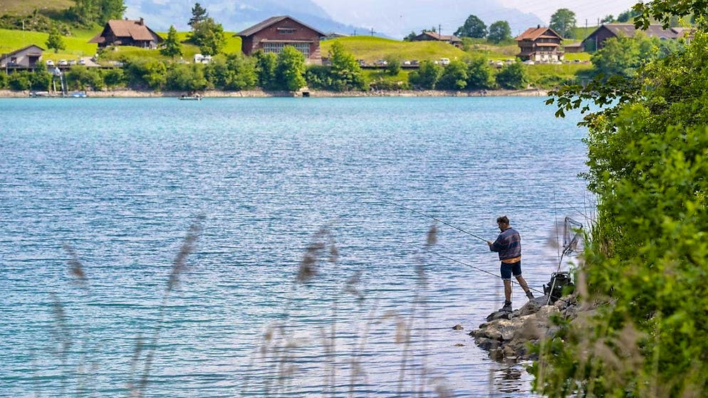 Animals Humans influence 90 percent of fish habitats in Switzerland