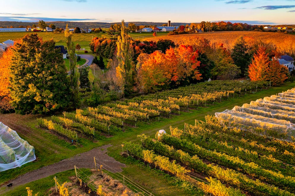 St. Gallen woman has lived in Canada for over 20 years. In autumn, the winery is a dream.
