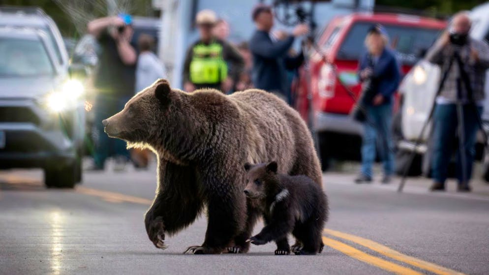 Berühmte Grizzly-Bärin in den USA bei Autounfall getötet - Gallery. Menschen aus aller Welt reisten nach Wyoming, um die Bärin und ihren Nachwuchs zu Gesicht zu bekommen.
