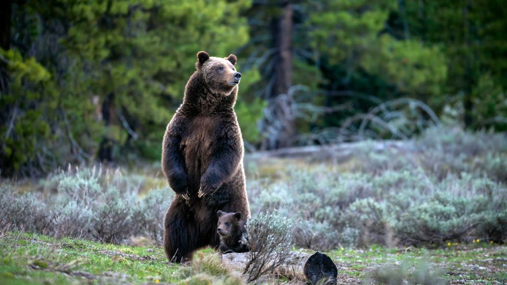 Berühmte Grizzly-Bärin in den USA bei Autounfall getötet - Gallery. Die berühmte Grizzly-Bärin 399 ist bei einem Unfall mit einem Auto ums Leben gekommen.