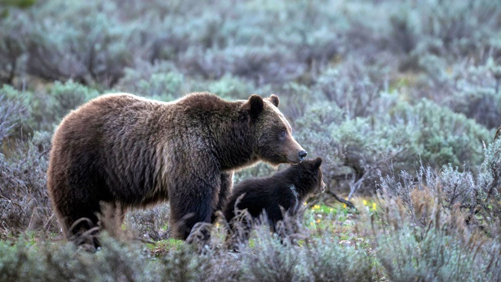 Berühmte Grizzly-Bärin in den USA bei Autounfall getötet - Gallery. Sie wurde 28 Jahre alt und brachte in ihrem Leben 18 Junge zur Welt.