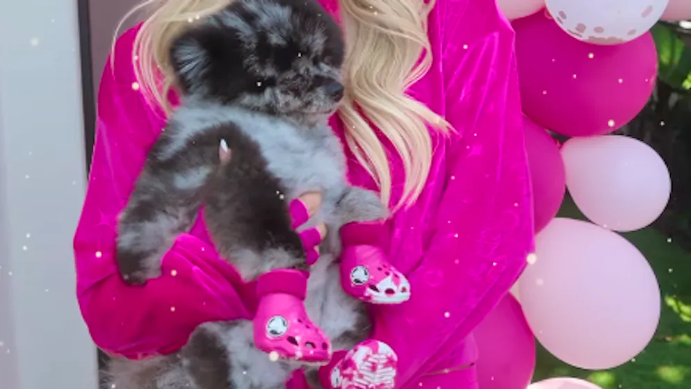 Partnerlook mit dem Vierbeiner. Paris Hilton wirbt für Hunde-Crocs – sofort ausverkauft