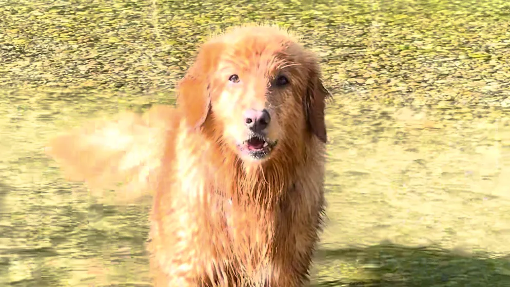 Toller Chitto. Zürcher Hund geht mit seinem Gesang viral