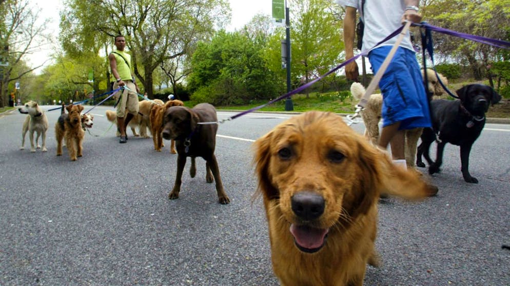 Vor allem Hunde sind in New York häufig anzutreffen. Eine Museumsausstellung  ist den Haustieren in New York gewidmet. (Archivbild)
