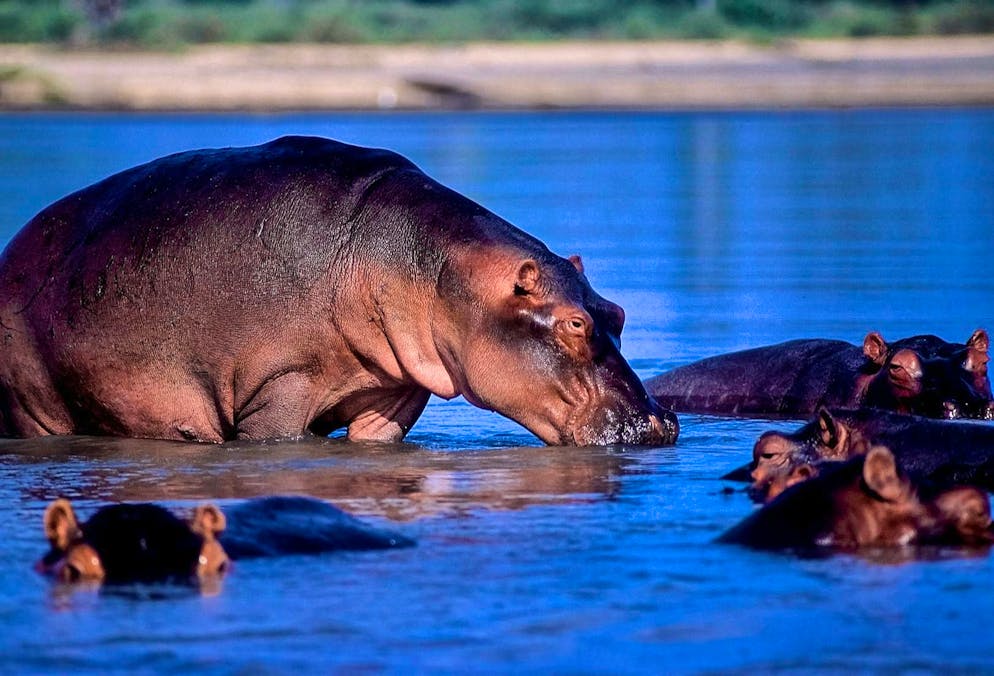 Tanzania promises pure nature experiences.