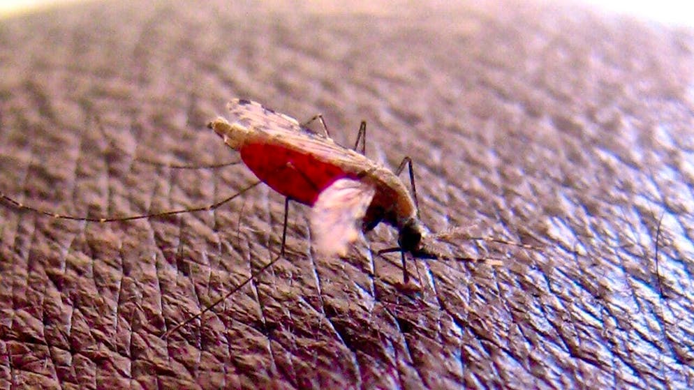 Climate change is leading to an increase in malaria cases in northern Kenya.
